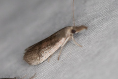 Peoria longipalpella