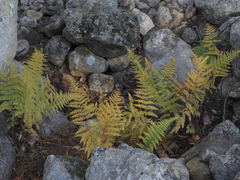 Dennstaedtia punctilobula