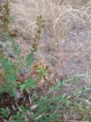 Hazardia squarrosa grindelioides