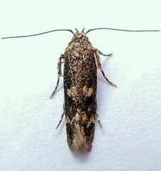 Trypanisma prudens