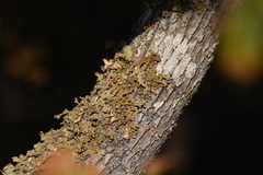 Lobaria pulmonaria
