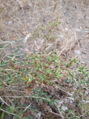 Hazardia squarrosa grindelioides