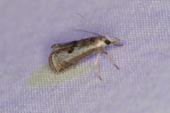 Microcrambus croesus