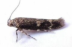 Trypanisma prudens