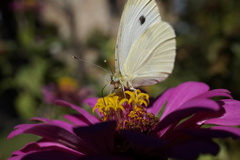 Pieris rapae rapae