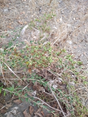 Hazardia squarrosa grindelioides