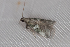 Alpheioides parvulalis