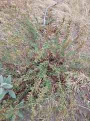 Hazardia squarrosa grindelioides