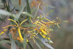 Acacia brassii