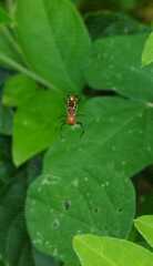 Micrathena funebris