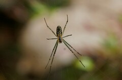 Leucauge dromedaria