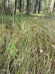 Carex bullata