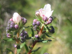 Lobostemon capitatus
