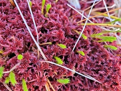 Sphagnum magellanicum