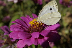 Pieris rapae rapae