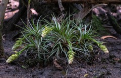 Tillandsia stricta