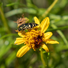Acmaeodera flavopicta