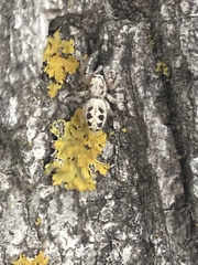 Metaphidippus siticulosus