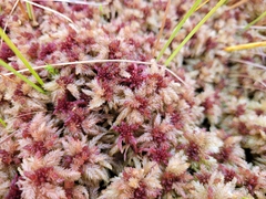 Sphagnum magellanicum