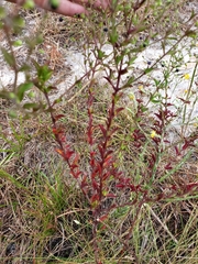 Trichostema suffrutescens