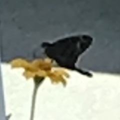 Chioides albofasciatus