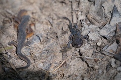 Ambystoma talpoideum