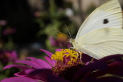 Pieris rapae rapae