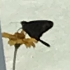 Chioides albofasciatus