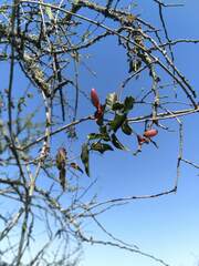 Dolichandra cynanchoides