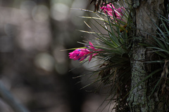 Tillandsia stricta