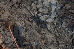 Ambystoma talpoideum