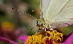 Pieris rapae rapae