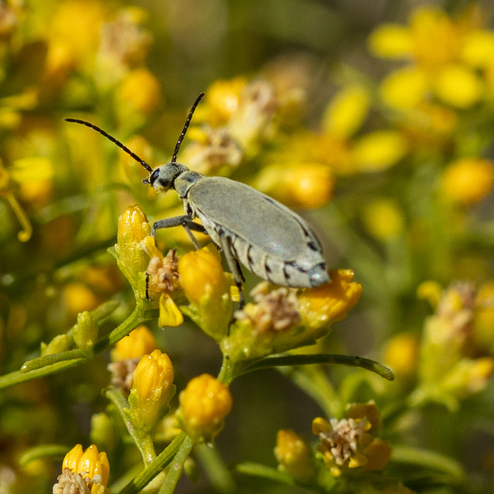 Burning Blister Beetles from Big Bend National Park, Brewster, Texas ...