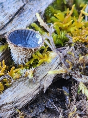 Cyathus striatus