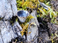Cyathus striatus