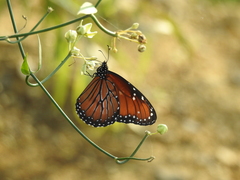 Danaus eresimus montezuma