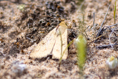 Helicoverpa punctigera