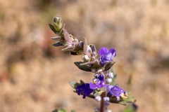 Ajuga australis