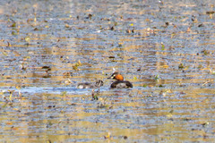 Tachybaptus ruficollis