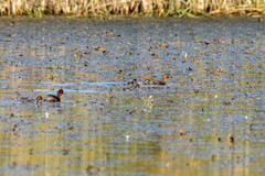 Tachybaptus ruficollis