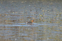 Tachybaptus ruficollis