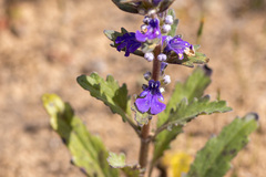 Ajuga australis
