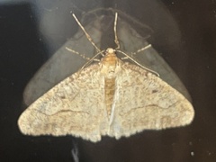 Erannis tiliaria