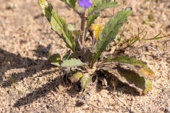 Ajuga australis