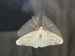 Erannis tiliaria