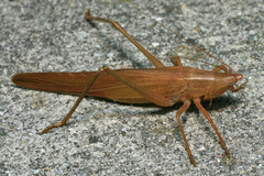 Neoconocephalus velox