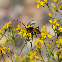 Crossidius pulchellus
