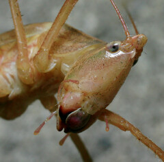 Neoconocephalus velox