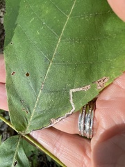 Stigmella betulicola