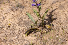 Ajuga australis